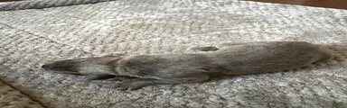 Cane Corso Puppy 9