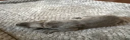Cane Corso dogs for sale: Cane Corso Puppy 9 - Ad 1