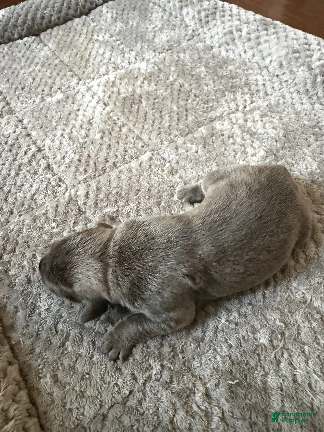 Cane Corso dogs for sale: Cane Corso Puppy 9 - Ad 1
