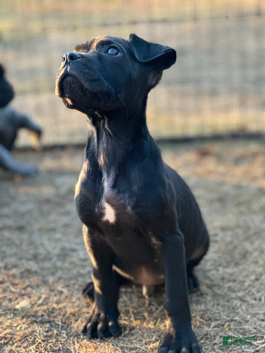 Cane Corso dogs for sale: Amir - Ad 3