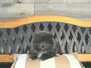 Pomeranian dogs for sale: Caleb - Ad 4