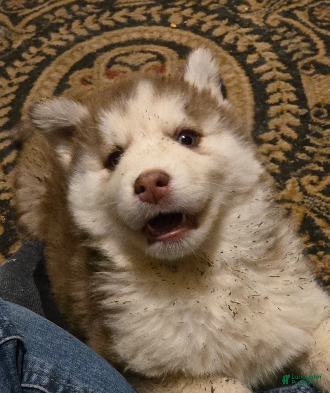 Siberian Husky dogs for sale: Dollie - Ad 7