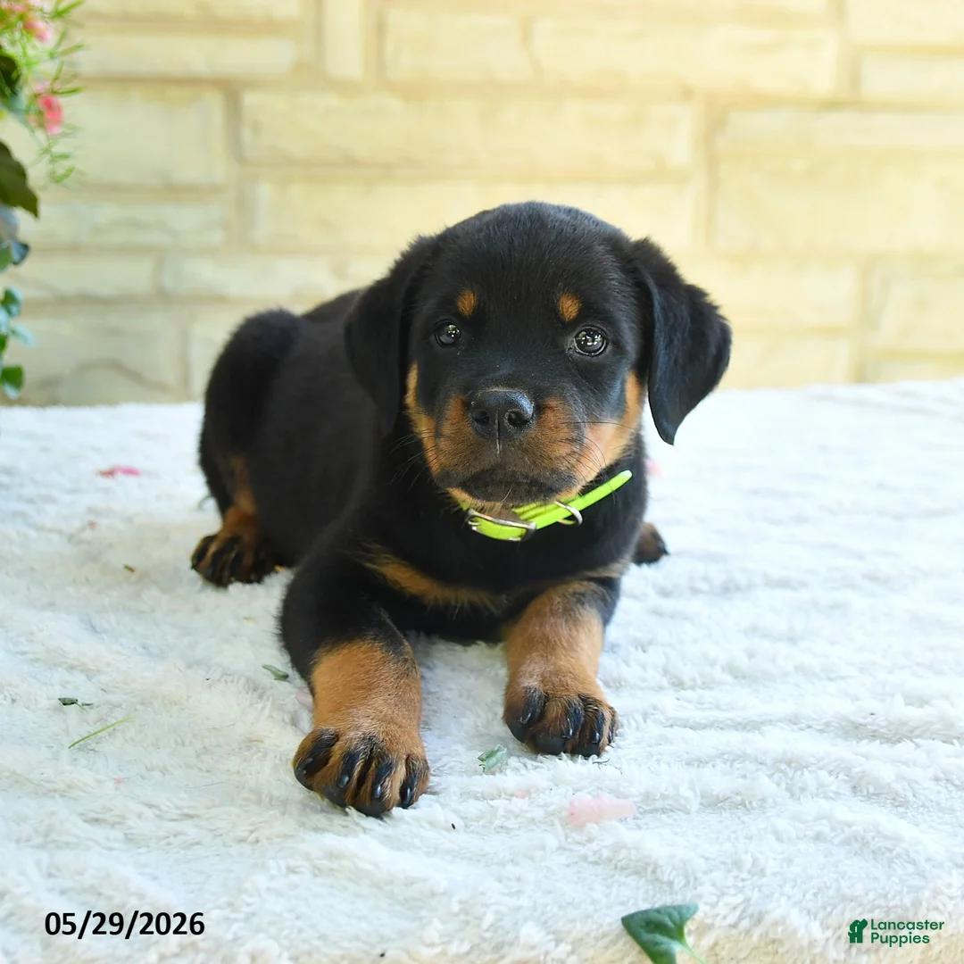Rottweiler dogs for sale: Lawton - Ad 1