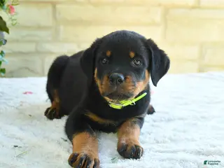 Rottweiler dogs for sale: Lawton - Ad 2