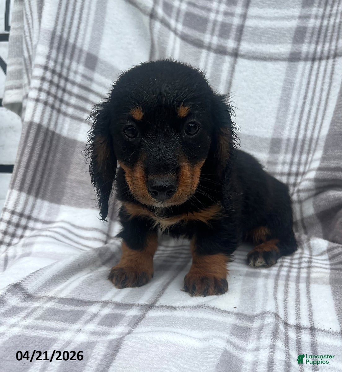 Miniature Dachshund dogs Ashley - Ad 1