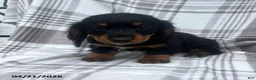 Miniature Dachshund dogs for sale: Ashley - Ad 1