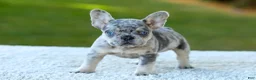French Bulldog dogs for sale: Copper - Blue Merle - Ad 6
