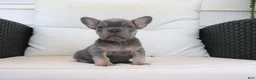 French Bulldog dogs for sale: Trisha  - Ad 3