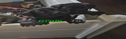 Cane Corso dogs for sale: Gram - Ad 4