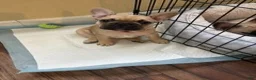 French Bulldog dogs for sale: Chungus(teal) - Ad 4
