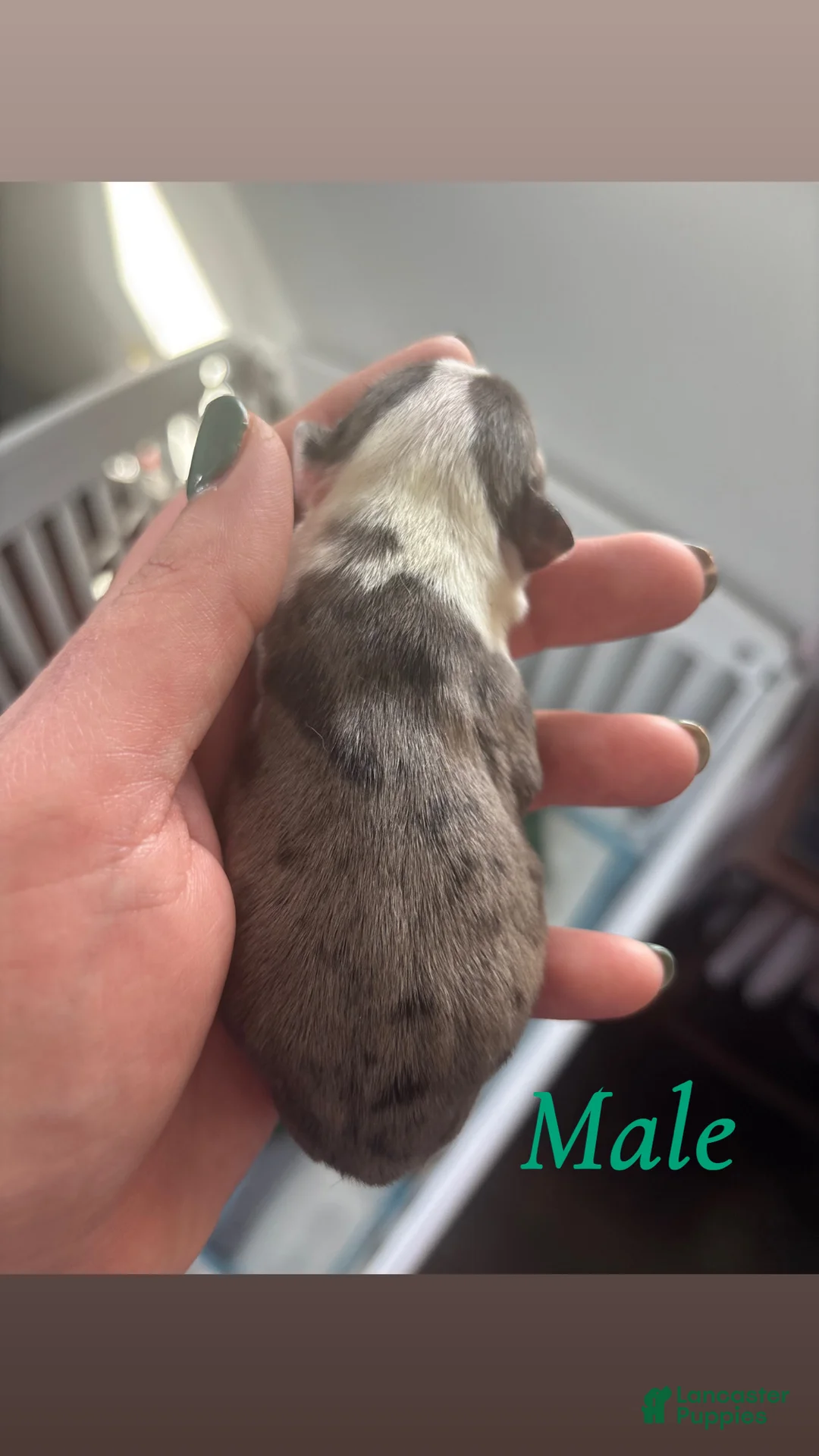 Mixed Breed dogs for sale: Mixed Breed Puppy 6 - Ad 1