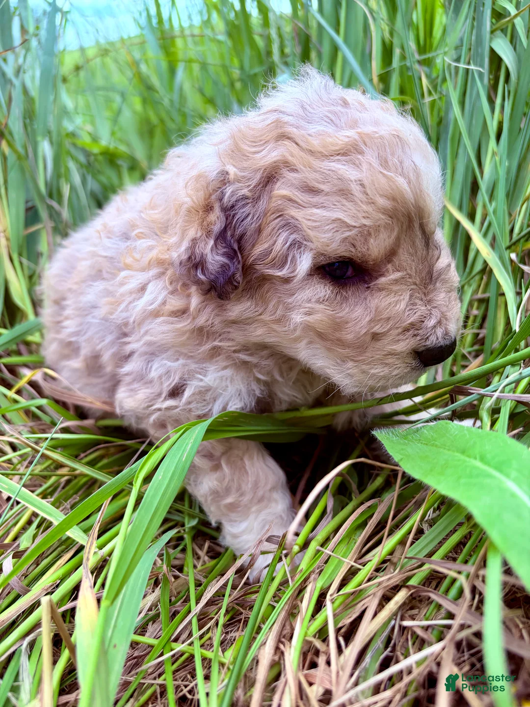Mixed Breed dogs for sale: Thea - Ad 7