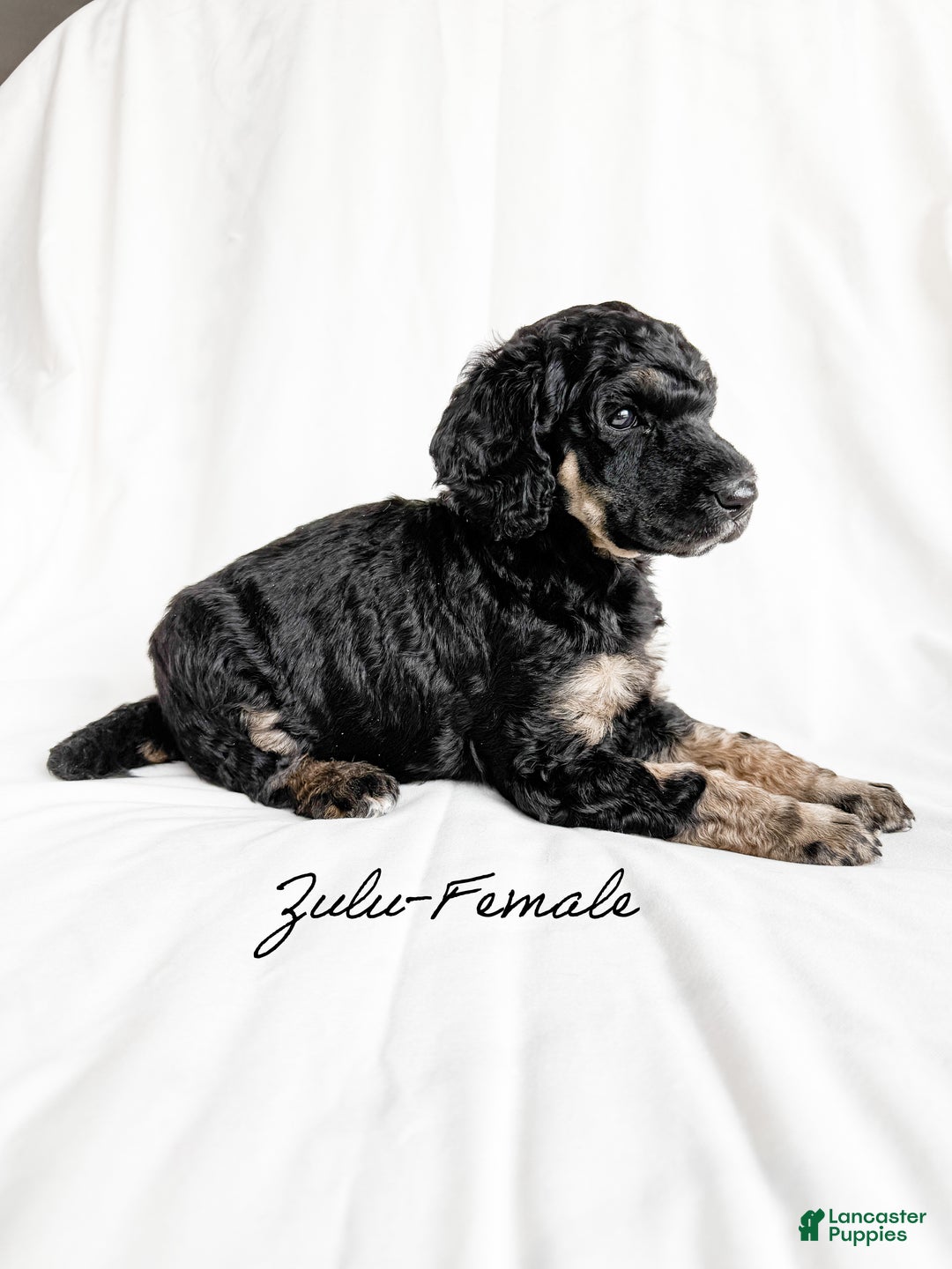 Standard Poodle dogs for sale: Zulu AKC - Ad 2