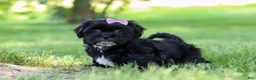 Shih Tzu dogs for sale: Layla - Ad 6
