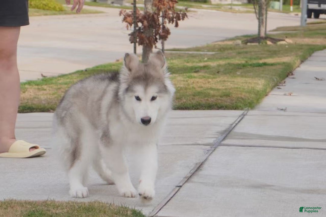 Alaskan Malamute dogs for sale: Xiao Lv - Ad 23