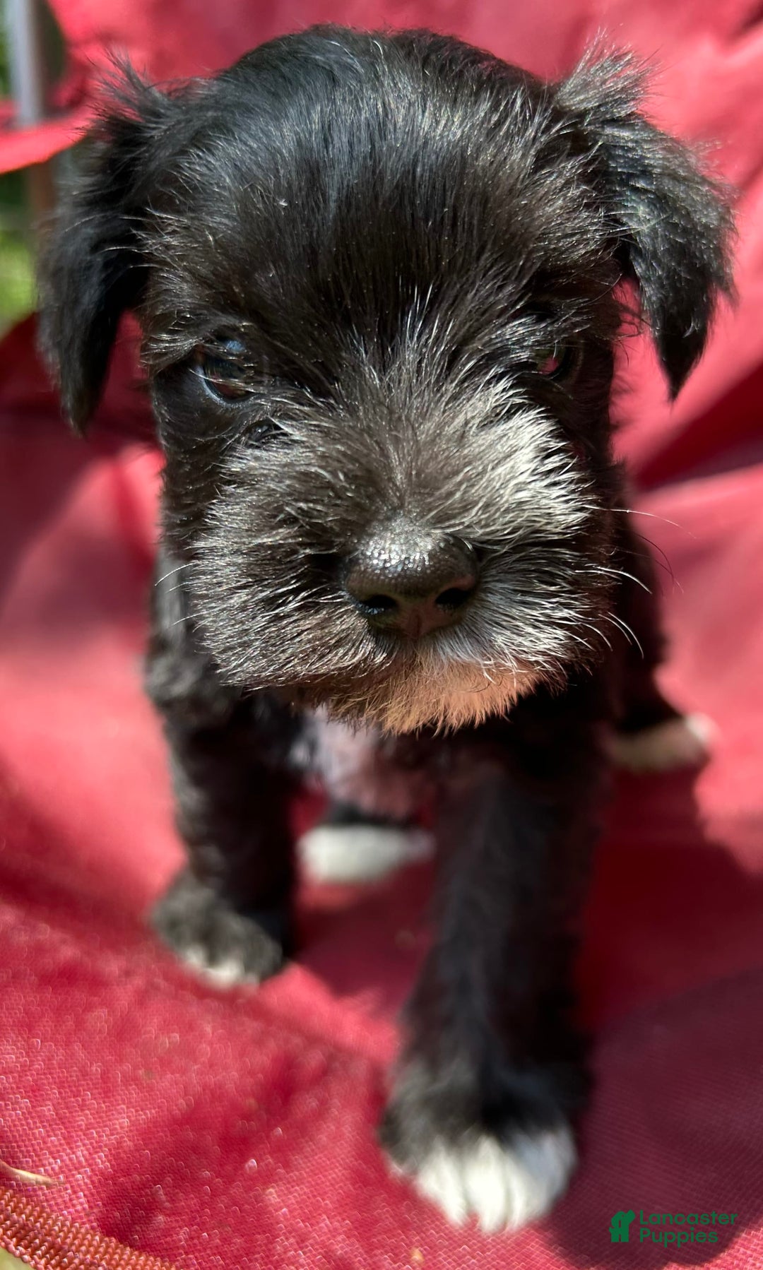 Miniature Schnauzer dogs for sale: Ellie - Ad 1