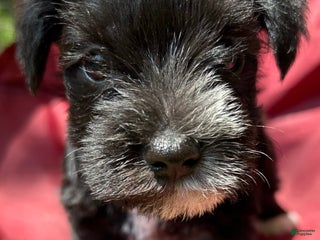 Miniature Schnauzer dogs Ellie - Ad 19