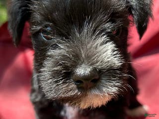 Miniature Schnauzer dogs Ellie - Ad 20