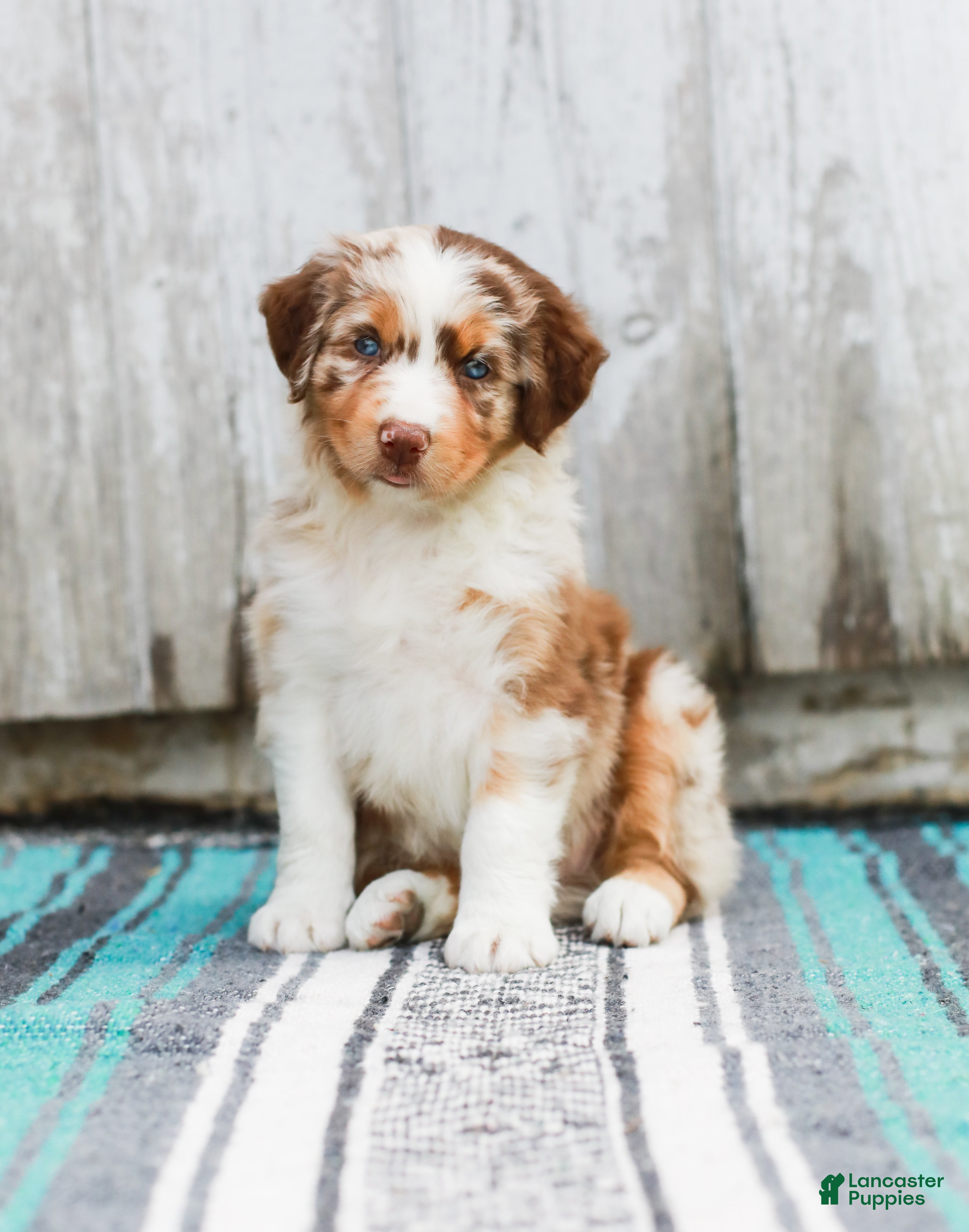 Australian Shepherd dogs Tina - Ad 2
