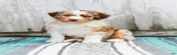 Australian Shepherd dogs for sale: Tina - Ad 2