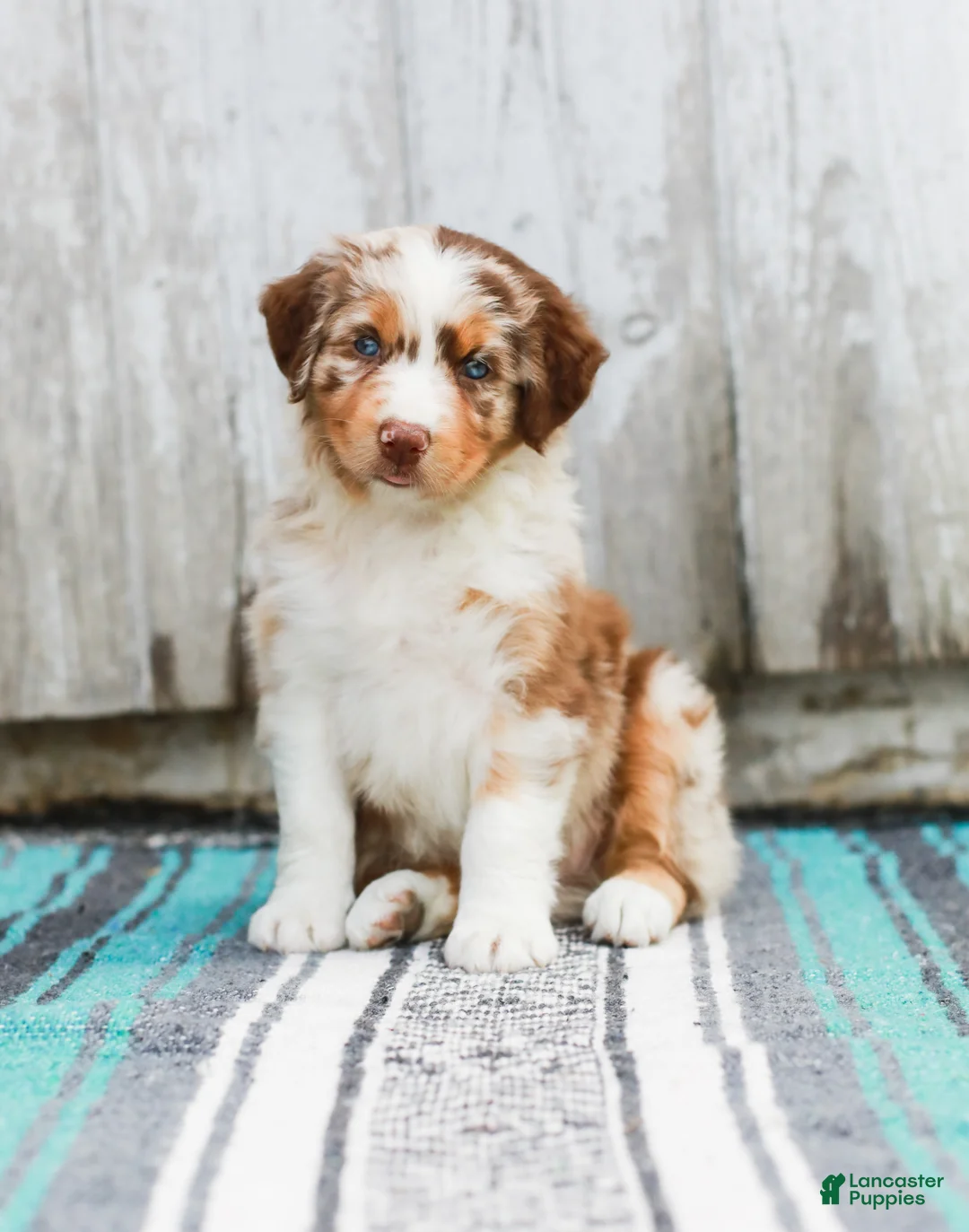 Australian Shepherd dogs for sale: Tina - Ad 2