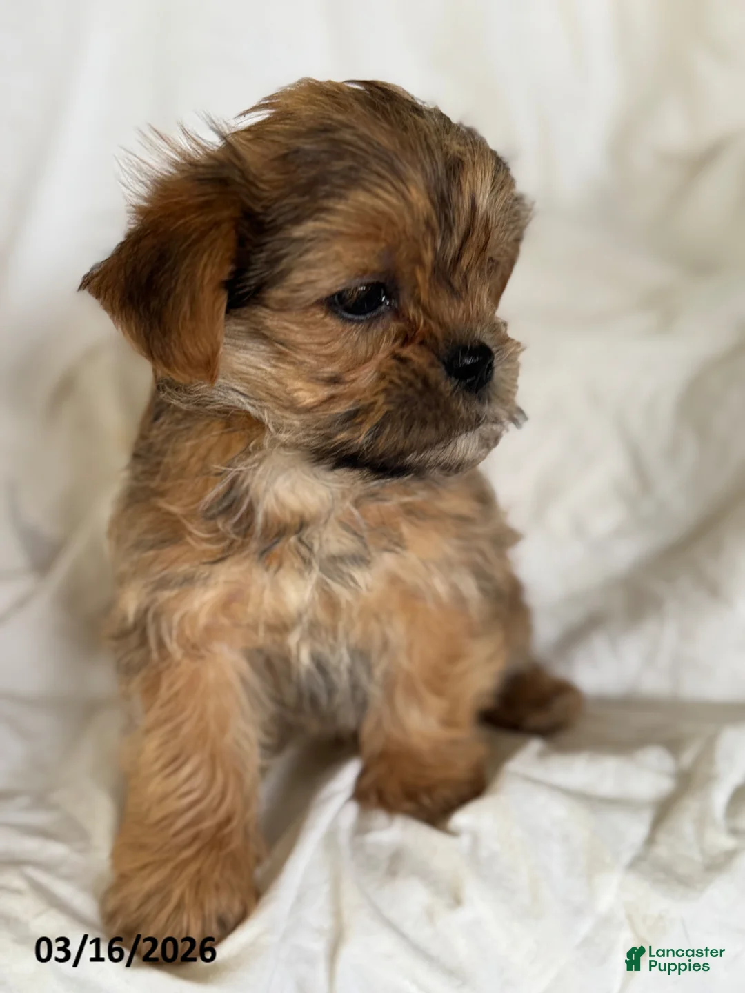 Shorkie dogs for sale: Thomas - Ad 5