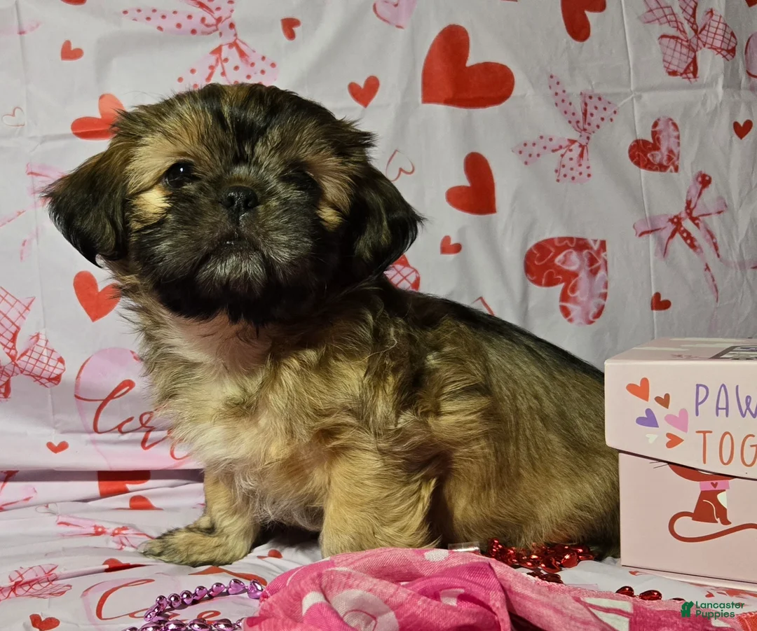 Shih Tzu dogs for sale: Dallas - Ad 14