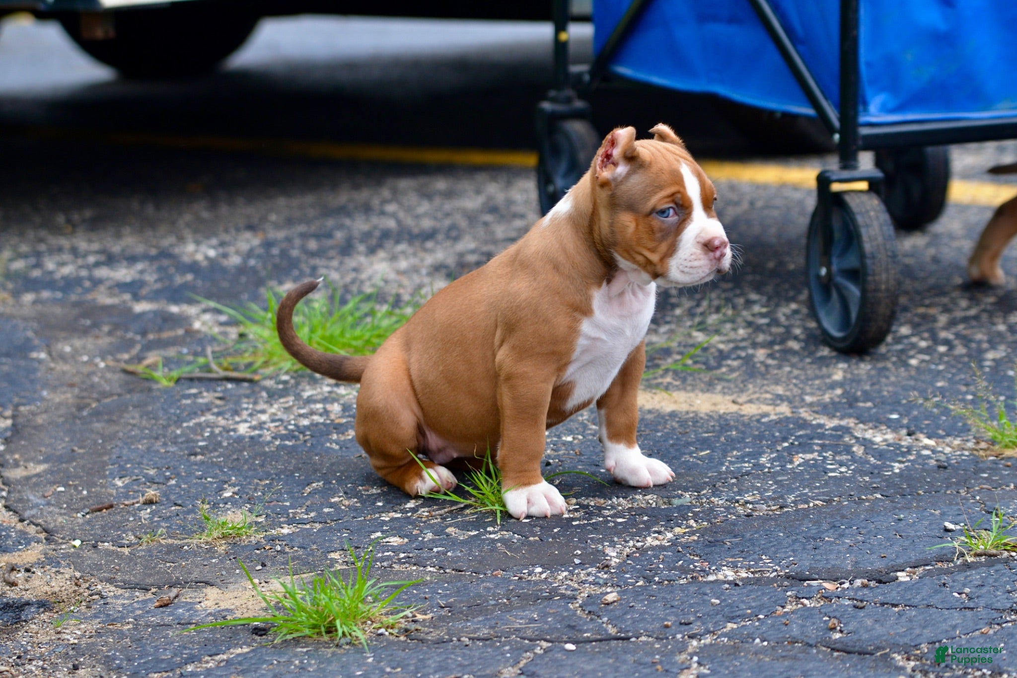 American Bully dogs American Bully 1 - Ad 1