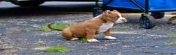 American Bully dogs for sale: American Bully 1 - Ad 1