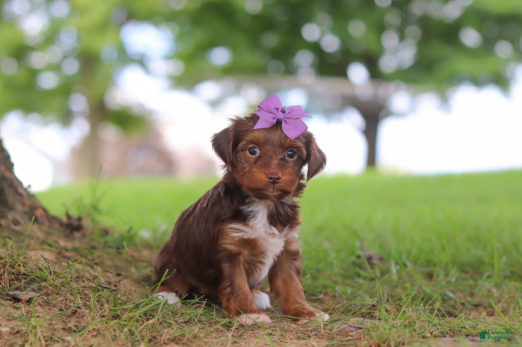 Yorkiepoo dogs Churro - Ad 1