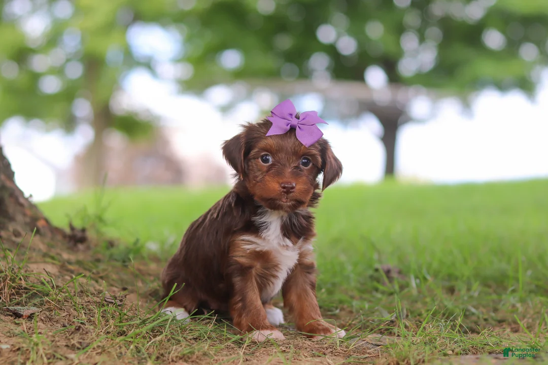 Yorkiepoo dogs for sale: Churro - Ad 1