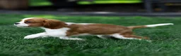 Cavalier King Charles Spaniel dogs for sale: Arlan Cavalier King Charles Spaniel Puppy  - Ad 7