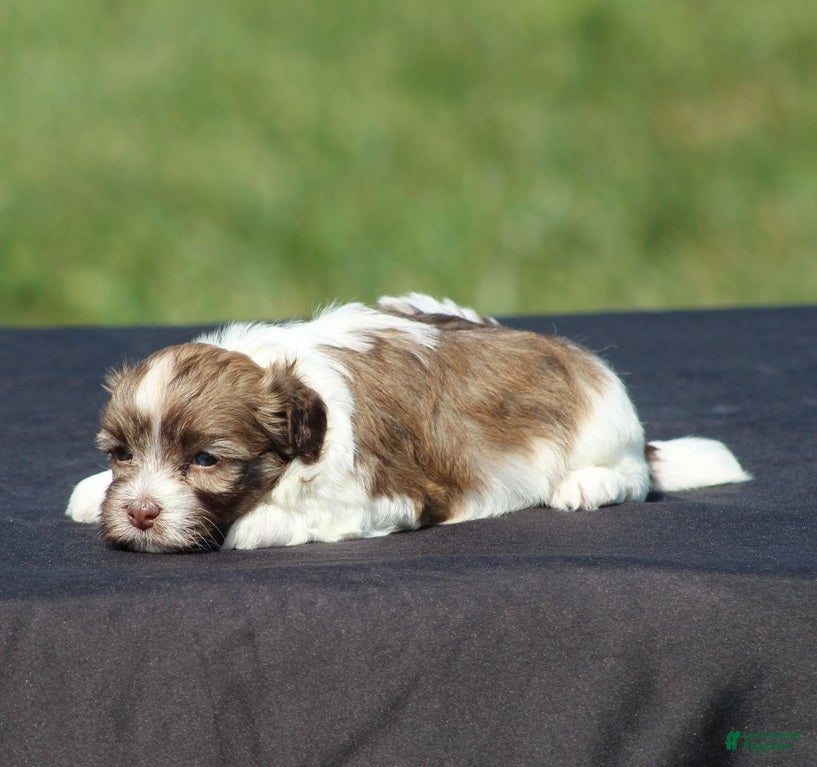 Havanese dogs Dash - Ad 1