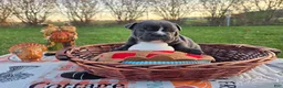 French Bulldog dogs for sale: Hope - Ad 10