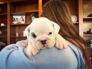 English Bulldog dogs Penelope - Ad 28