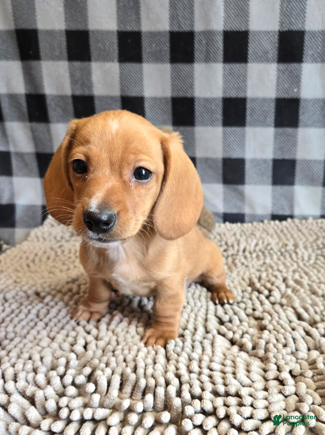 Miniature Dachshund dogs for sale: Boyd - Ad 1