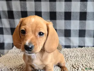 Miniature Dachshund dogs for sale: Boyd - Ad 4