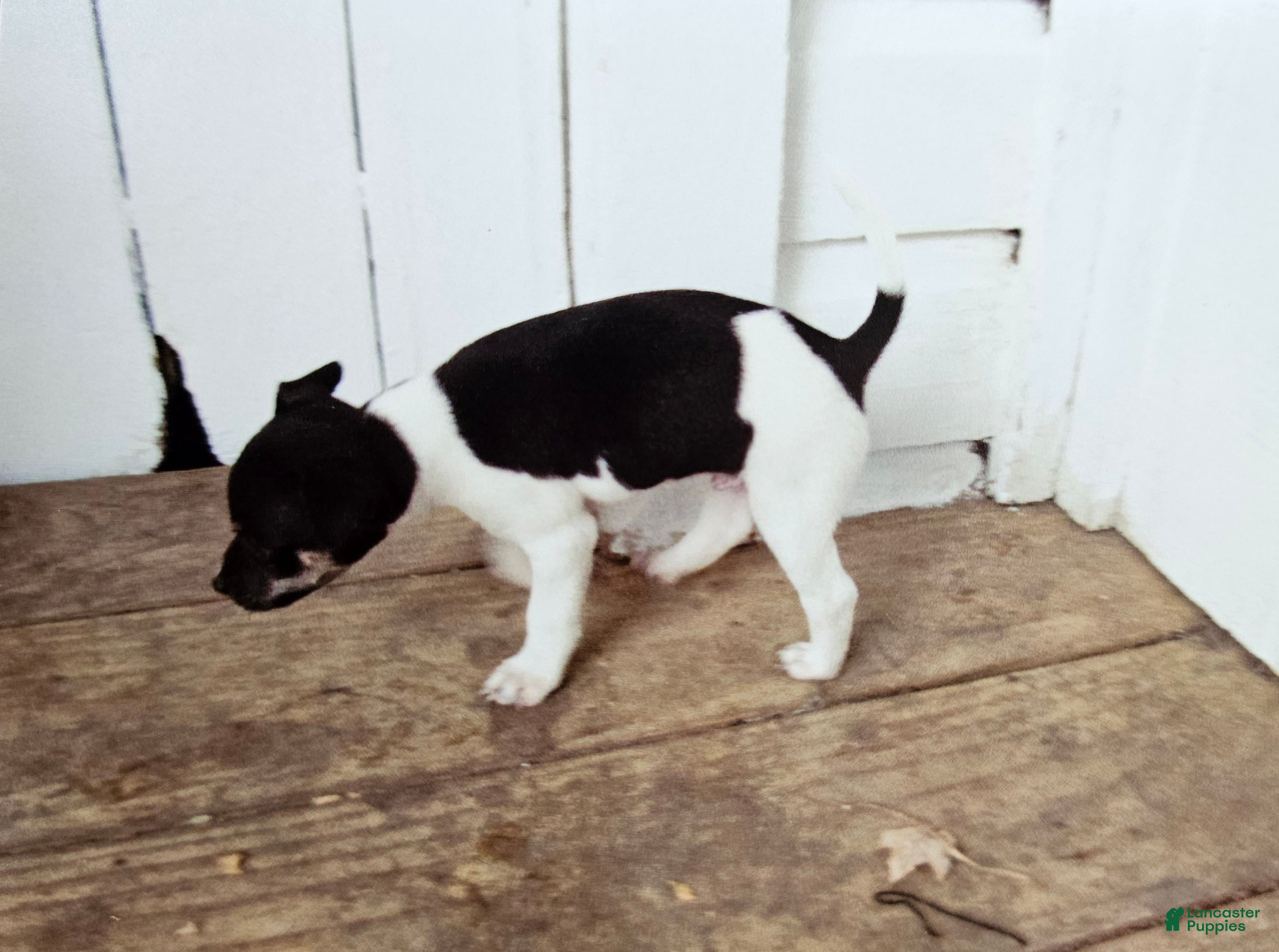Rat Terrier dogs Rat Terrier 1 - Ad 2