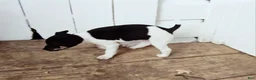 Rat Terrier dogs for sale: Rat Terrier 1 - Ad 2