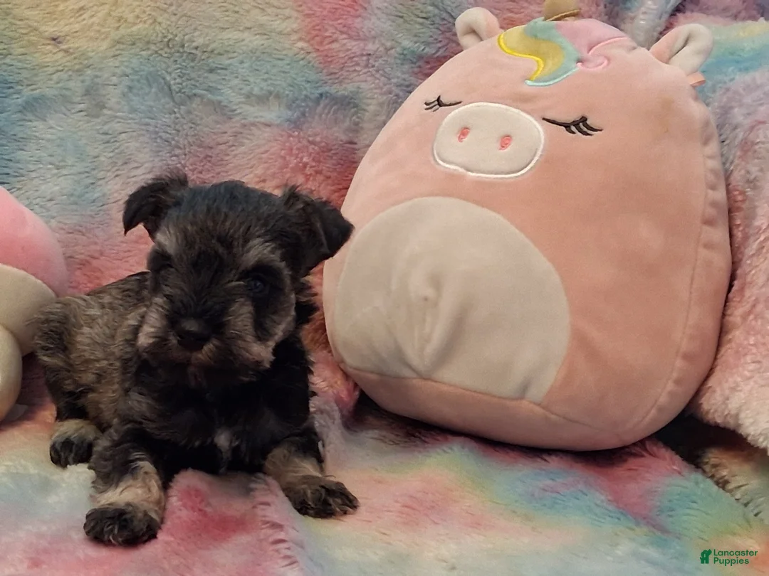 Miniature Schnauzer dogs for sale: Tiramisu AKC Mini Schnauzer - Ad 3