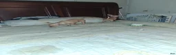 Mixed Breed dogs for sale: Mixed Breed 2 - Ad 3