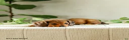 Miniature Dachshund dogs for sale: Alexis - Ad 5