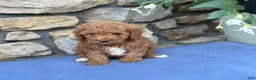 Miniature Poodle dogs for sale: Major - Ad 8