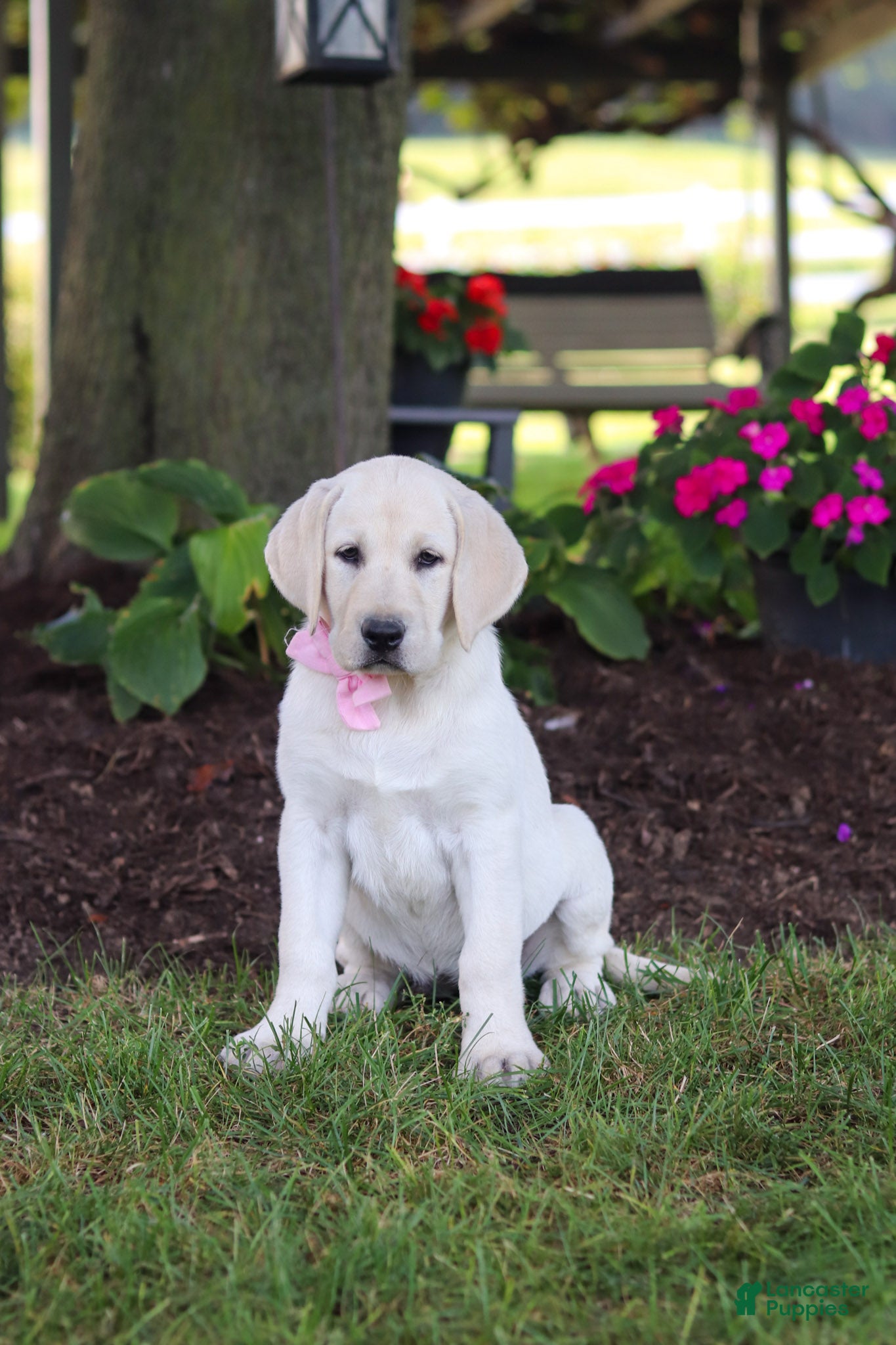 Labrador Retriever dogs Brittany - Ad 2