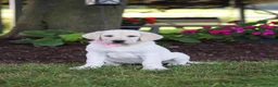 Labrador Retriever dogs for sale: Brittany - Ad 2
