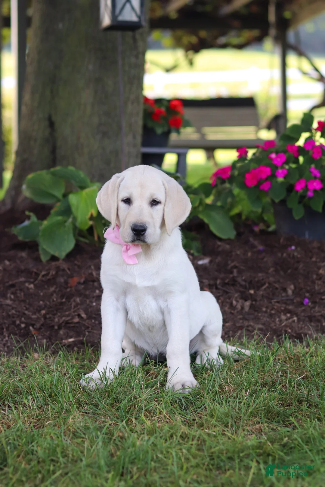 Labrador Retriever dogs for sale: Brittany - Ad 2