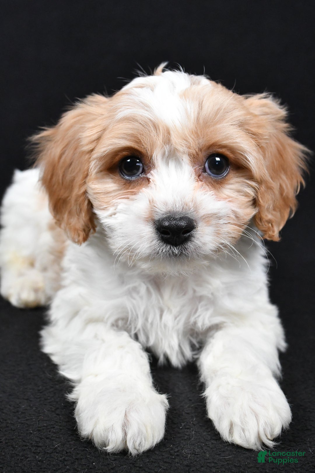 Cavachon dogs for sale: Oscar - Ad 4