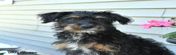 Jackapoo dogs for sale: Jenny - Ad 3