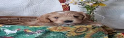 Mini Goldendoodle dogs for sale: Mini Goldendoodle, Diamond - Ad 4