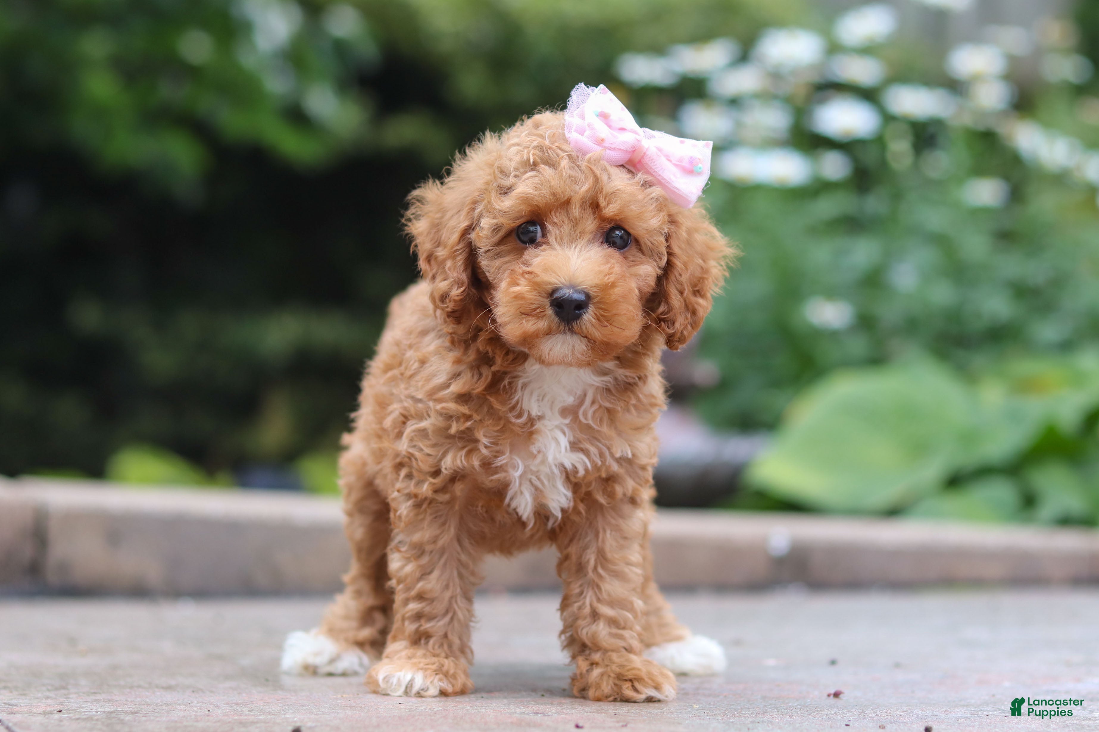 Maltipoo dogs Raina - Ad 2